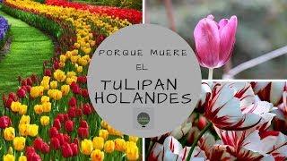 PORQUE NO VUELVE A FLORECER EL TULIPAN HOLANDES ? || REPRODUCCION