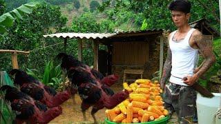 The gangster returned to his hometown to build a farm.