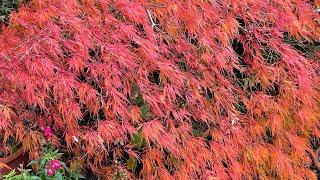 Autumn Garden Reunion After Covid - Japanese Acers | Roses & More…