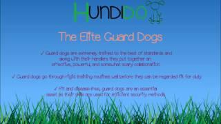 The Elite Guard Dogs