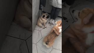 Синдром коргического Домогарова