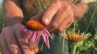 How to grow Echinacea purpurea