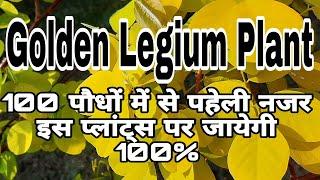 How to care of Desmodium or Golden Legiume plant || Golden Legium || Golden Desmodium ||