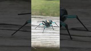 Emerald green glass spider! #art #craft #spiderman #artist #artwork #fy #fyp #shorts #gift #fypシ゚
