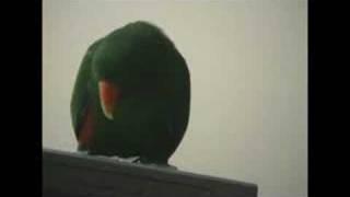 Riley the Amazing Talking Parrot 4