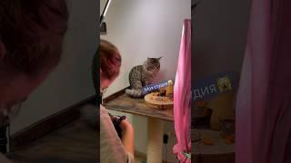 А что так можно, а если осудят #maincoon #cat #shortvideo #funny #mouse