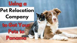 Using a Pet Relocation Company to Get Your Pets to Panama