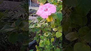 A small beautiful terrace garden 🪴| evening view #nature #flowers #garden #plants #shortsfeed