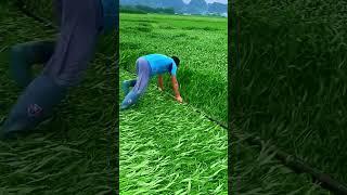 Modren Farming & Agricultural #shorts #agriculture #farming2024 #youngfarmers