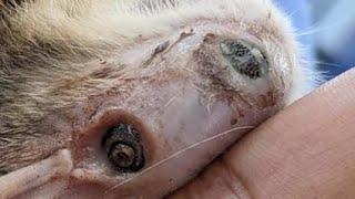 Removing A Massive Botfly Maggot From Kitten's Head (Part 17)