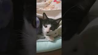 #shorts (See how cute this Kitten is) Stray Kitten gets a Cozy Bed