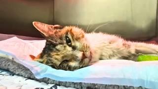 Paralyzed stray cat lay on the ground waiting to die on a winter night until this happened.