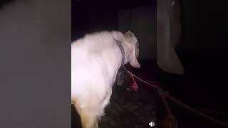 Bo bakra