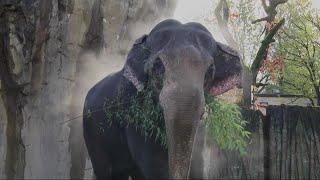 KGW Vault: Packy the Elephant