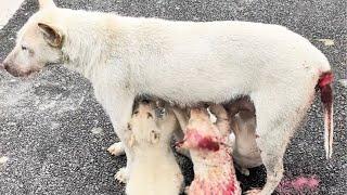 After a car accident, Bleeding stray dog ​​mom feeds hungry puppies Despite Pain!