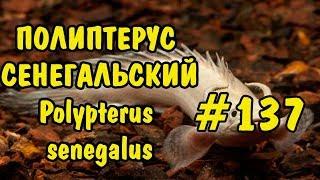 #137 ПОЛИПТЕРУС СЕНЕГАЛЬСКИЙ (Polypterus senegalus) Содержание, как разводить и чем кормить.