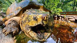 Tony the Alligator Snapping Turtle goes back in Aquascape pond!