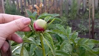 Пионы 07.06.2024. В ожидании первого цветения#многолетники#пионы#garden#flowers  модныйсад#алтай