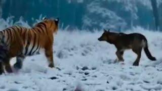 TIGER AND WOLF #animal #animalplanet #wildlife #tiger #wolf