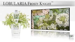 Proven Winners® Gardener Channel: Proven Winners® New Lobularias