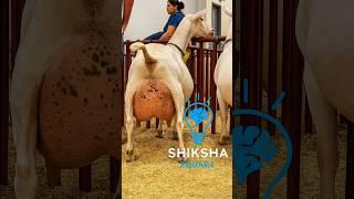 Why This Goat Is So Expensive? By Shiksha SQUARE