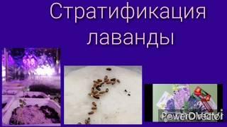 Стратификация лаванды. Разные способы стратификации семян лаванды