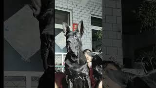 This dog is creating the new generation 768