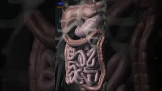 Digestive system Organs. ( Medical animation 🩺).