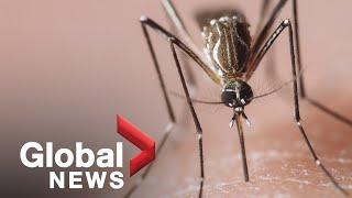 Can genetically-modified mosquitoes help fight vector-borne diseases like malaria?