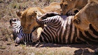 Serengeti: Pride of lions hunting and killing zebras (4 K/UHD)