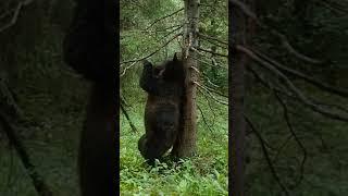 МЕДВЕДЬ ТАНЦУЕТ | ТАНЦУЮЩИЙ МИШКА | СМЕШНОЕ ВИДЕО | ПРИКОЛЫ ИЗ ТИК ТОК | УГАРНОЕ ВИДЕО #shorts