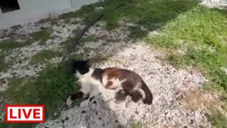 Cats with special needs are looking for a home  - Takis Shelter