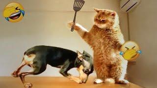  New Funny Cats and Dogs Videos  Best Funny Cats Videos 2024 