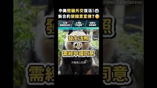 中美熊貓外交復活！新合約禁隨意宣傳？｜志祺七七 #shorts