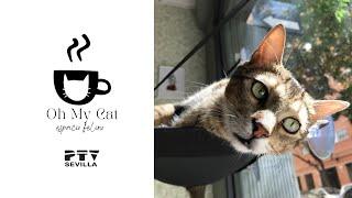 Oh My Cat! El primer salón con gatos de #Sevilla