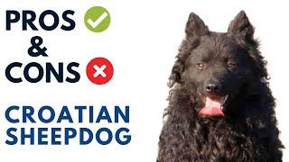 Croatian Sheepdog Pros and Cons | Canis Pastoralis Croaticus  Advantages and Disadvantages