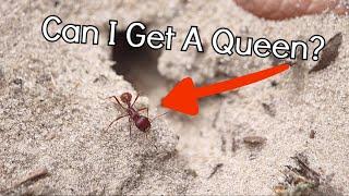 I Tried Digging up Florida Harvester Ant Colonies: Can I get the Queen?