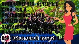 Бузина черная: лечебные свойства и противопоказания, применение при заболеваниях, от грызунов и на.