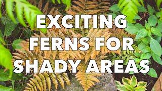 3 Easy and Beautiful Ferns for Shady Garden Borders