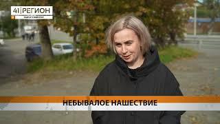 НА КАМЧАТКЕ УЧАСТИЛИСЬ СЛУЧАИ ВЫХОДА МЕДВЕДЕЙ В НАСЕЛЕННЫЕ ПУНКТЫ • НОВОСТИ КАМЧАТКИ