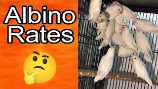 Albino Rates | albino red eyes | albino black eyes | albino split red eyes | blue pastel split ino.