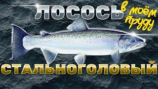 КАК ОКЕАНСКАЯ РЫБА ЖИВЁТ В ПРУДУ? Стальноголовый лосось или просто Форель