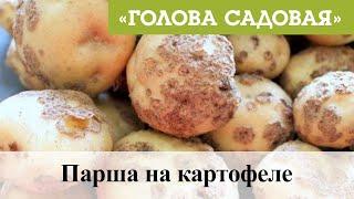 Голова садовая - Парша на картофеле