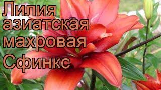 Лилия азиатская махровая Сфинкс (lilium)  лилия Сфинкс обзор: как сажать луковицы лилии Сфинкс