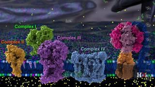 Electron transport chain