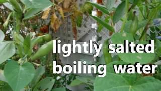 BROAD BEANS & TOMATOES