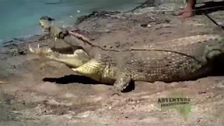 Crocodile catching with Rob Bredl aka Barefoot Bushman   Adventure Productions