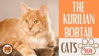  Cats 101  KURILIAN BOBTAIL CAT - Top Cat Facts about the KURILIAN BOB