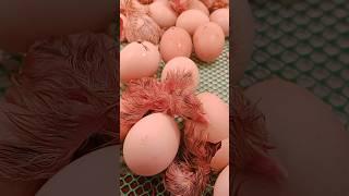 Hatching 12-20-23 #kaprobinsya #shorts #hatching #hatchingegg