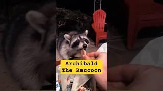 Meet My Friend Archibald The Raccoon | #shorts #comedy #animals #cute #funny
